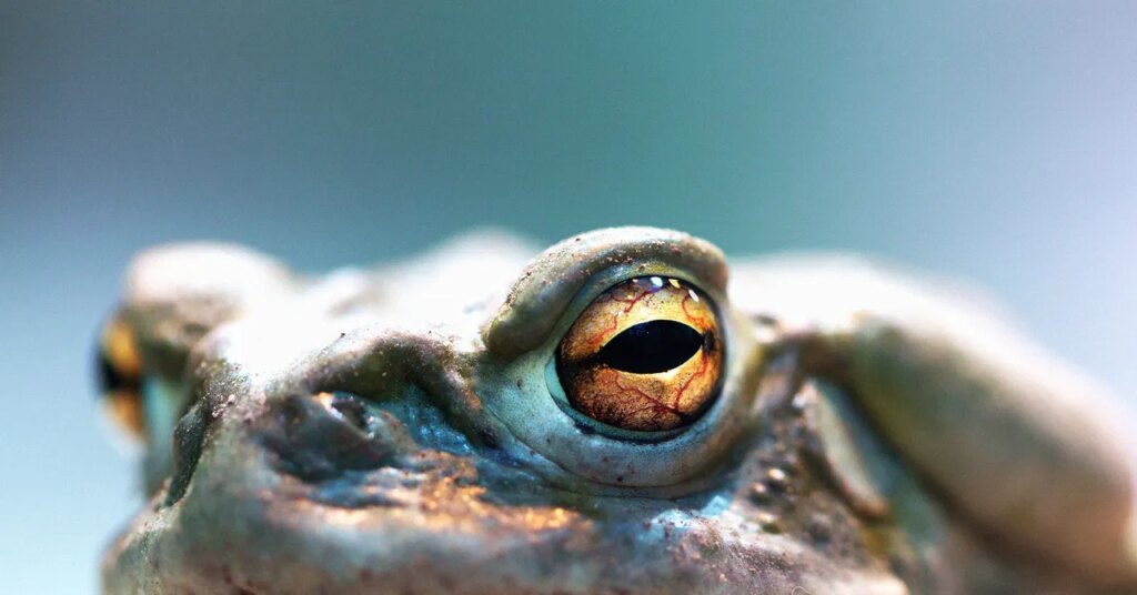 Apple Pioneer Bill Atkinson Was a Secret Evangelist of the ‘God Molecule’