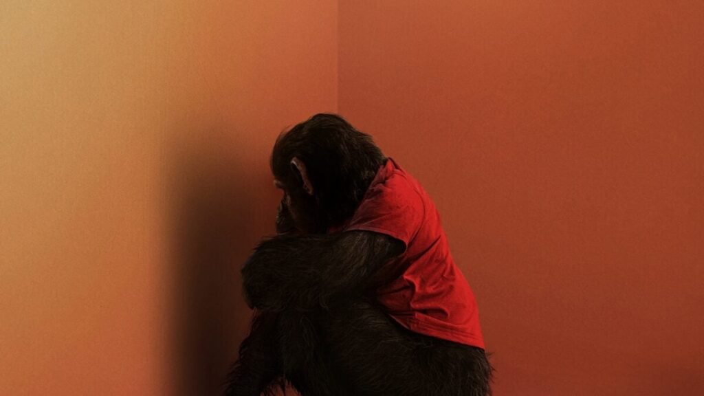 The First Trailer for ‘Primate’ Is the ‘Nope’ Opening on Simian Steroids