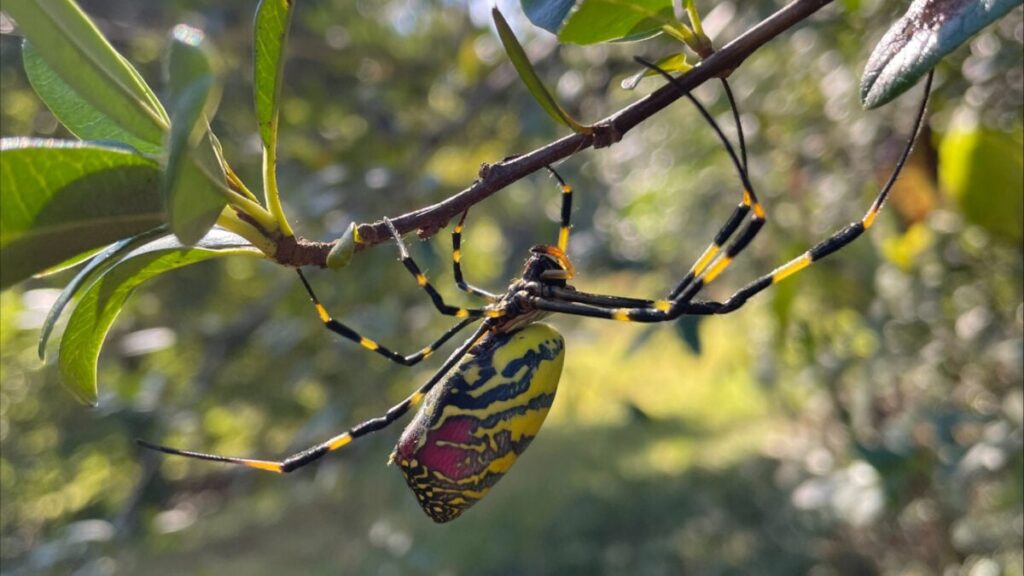 They’re Huge, They’re Creepy, and They’re Back—An Expert’s Tips for Joro Spider Season They’re Huge, They’re Creepy, and They’re Back—An Expert’s Tips for Joro Spider Season