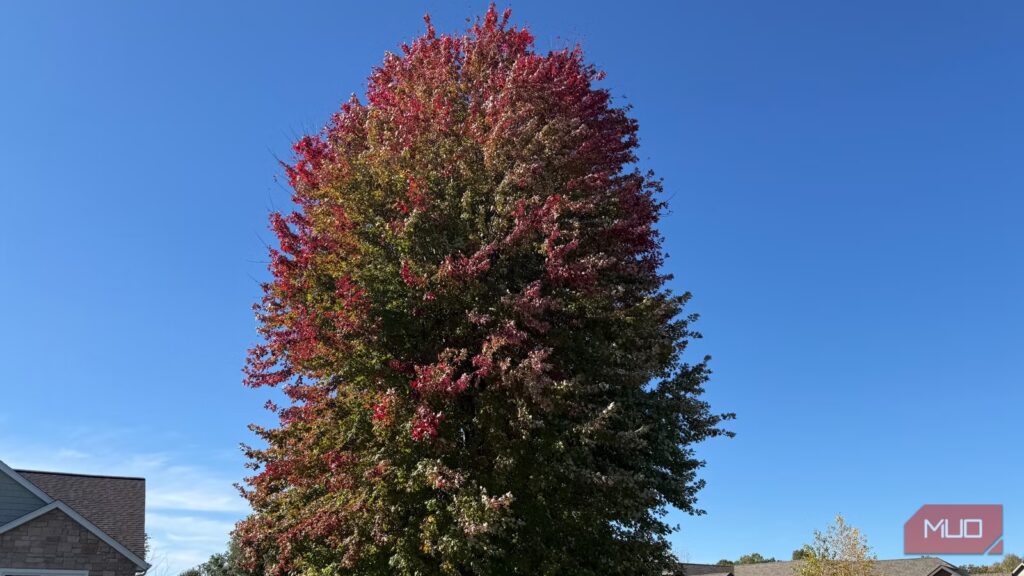 Why I’ll never rake my leaves (and why you shouldn’t either) Why I’ll never rake my leaves (and why you shouldn’t either)