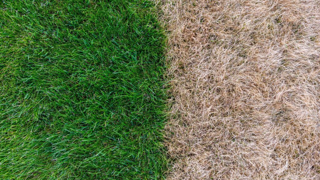 Combating winter browning — when Bermuda grass goes dormant