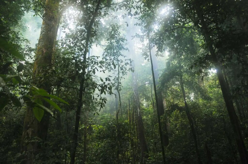 Google to buy carbon credits from massive Amazonian reforestation project Google to buy carbon credits from massive Amazonian reforestation project