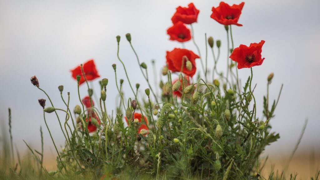 How to watch Remembrance Day 2025: live stream for free