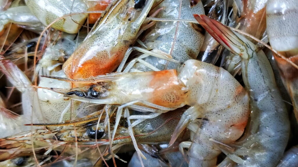 “It’s only a matter of time before people die”: Trump cuts hit food inspections “It’s only a matter of time before people die”: Trump cuts hit food inspections