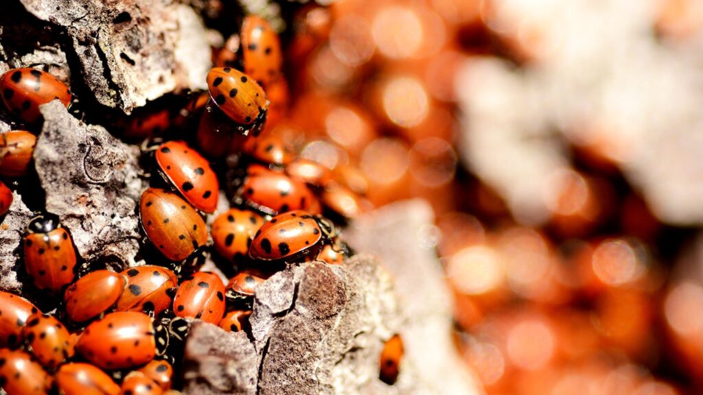 Keep ladybugs and asian beetles from invading your home Keep ladybugs and asian beetles from invading your home