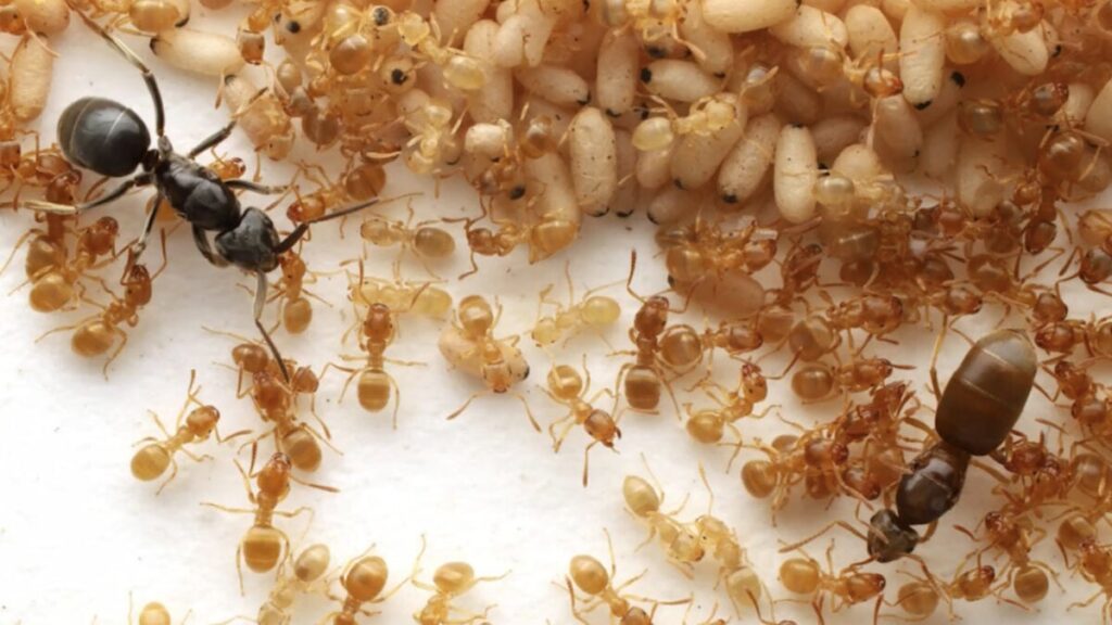 This Parasitic Ant Uses Mystery Goo to Turn Colonies Against Their Queen This Parasitic Ant Uses Mystery Goo to Turn Colonies Against Their Queen