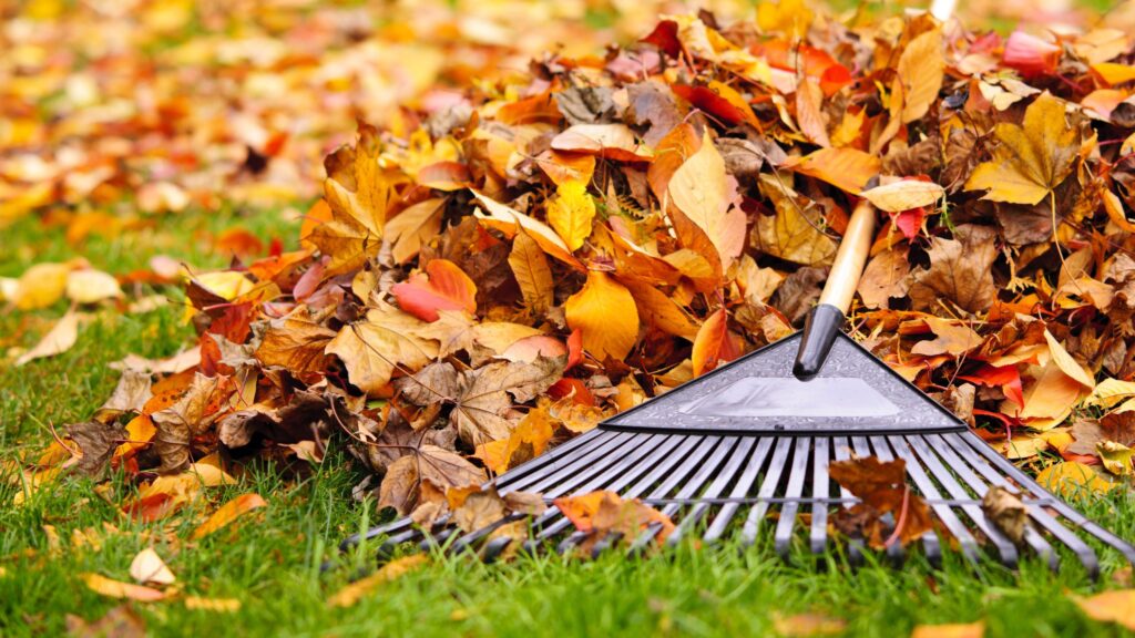 What to do if your neighbor’s tree is dropping leaves in your yard — according to an expert What to do if your neighbor’s tree is dropping leaves in your yard — according to an expert