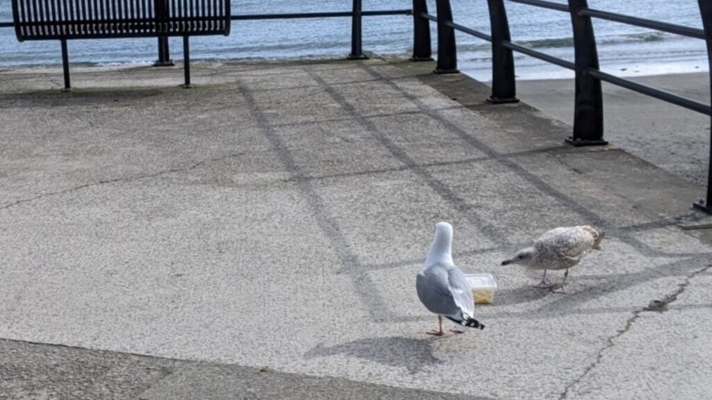 Yes, You Should Yell at Seagulls